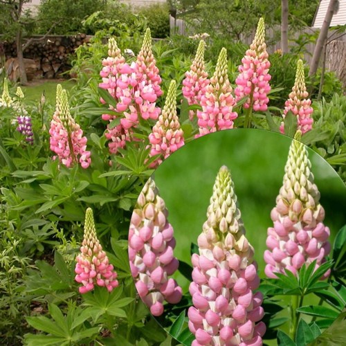 Lupinus polyphyllus 'Lupini Pink Shades' - Hulgalehine lupiin 'Lupini Pink Shades' P11/0,75L